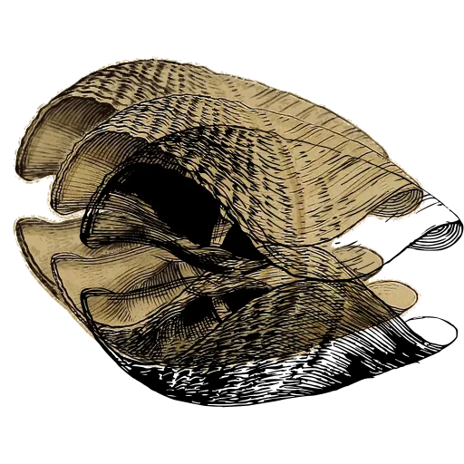 Broken shell valves