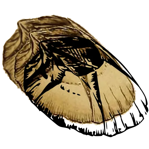 Broken bivalve shell 02