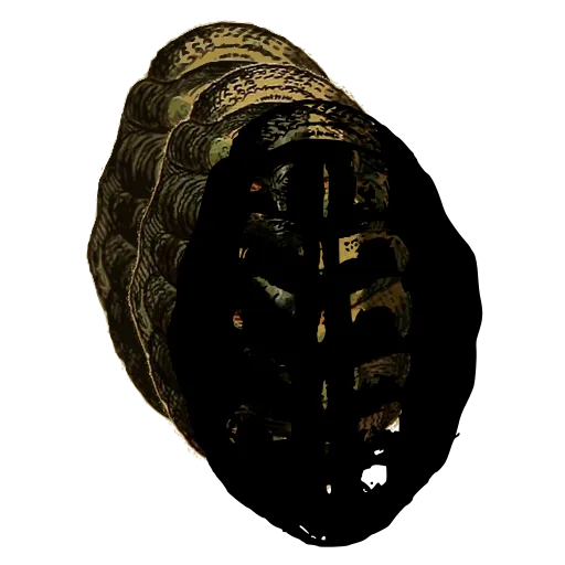 Chiton from above 07
