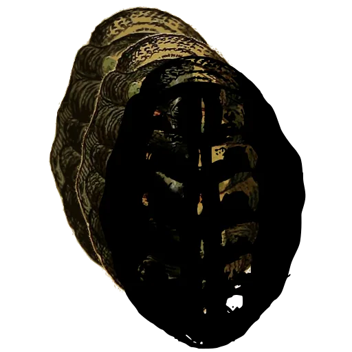 Chiton from above 07