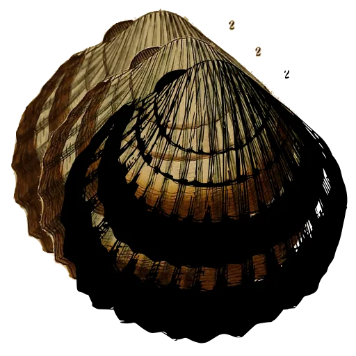 Ribbed cockle shell 08
