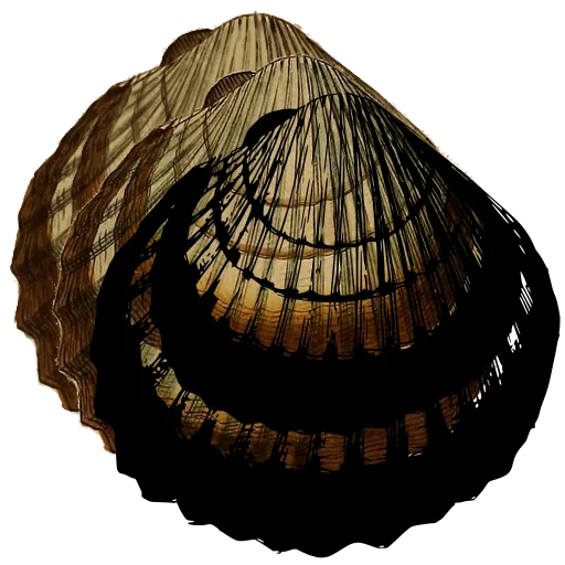 Ribbed cockle shell 08