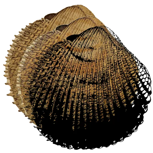 Spined cockle shell 03