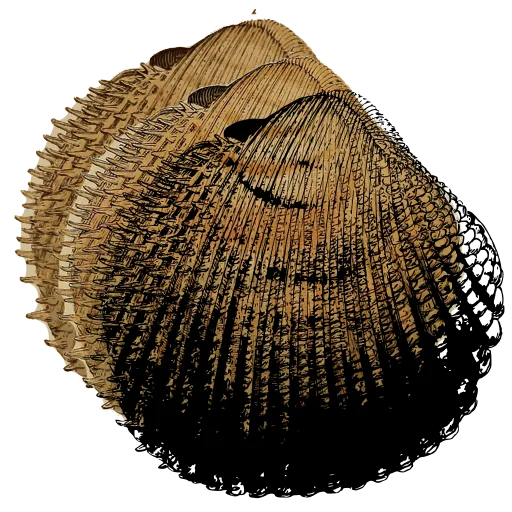Spined cockle shell 03