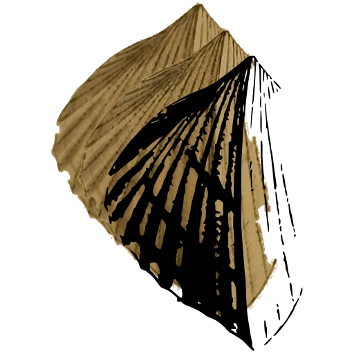 Fan-ribbed shell
