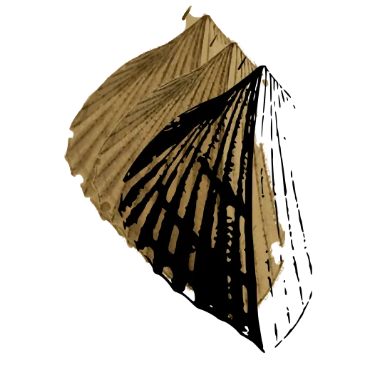 Fan-ribbed shell