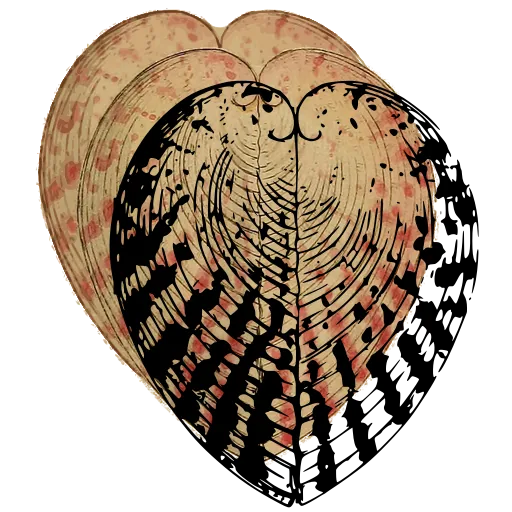 Heart-shaped cockle shell 04