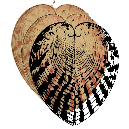 Heart-shaped cockle shell 04