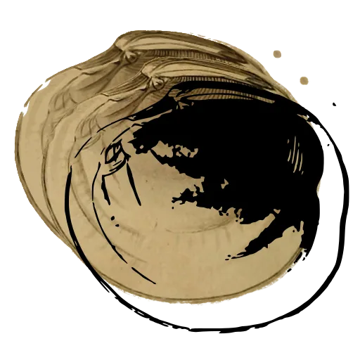 Smooth bivalve shell 08