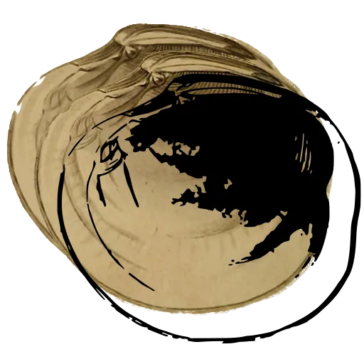 Smooth bivalve shell 08