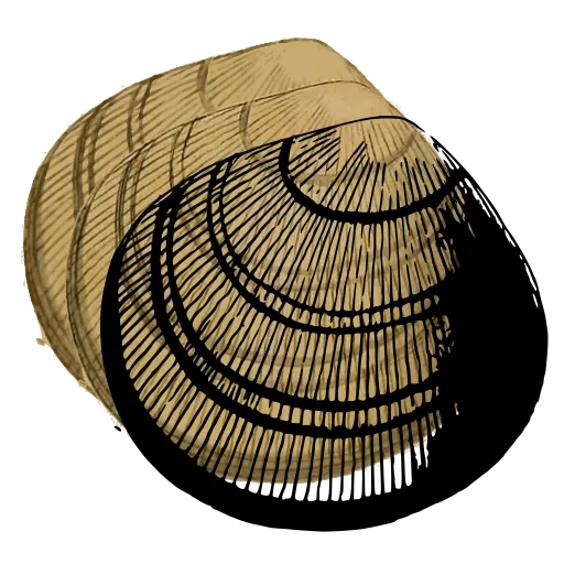 Ribbed clam shell 08