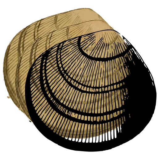 Ribbed clam shell 08