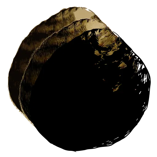 Dark bivalve shell 05