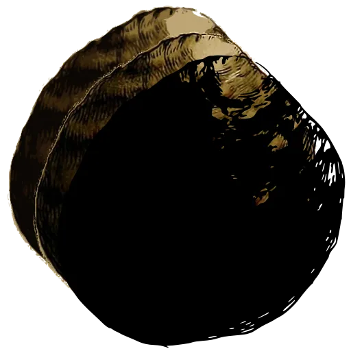 Dark bivalve shell 05