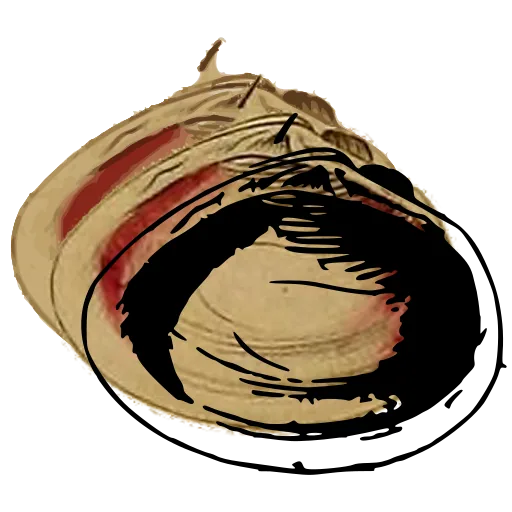 Bivalve interior