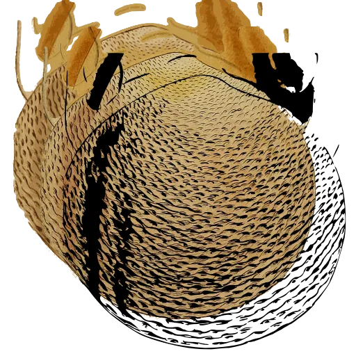 Pitted bivalve shell