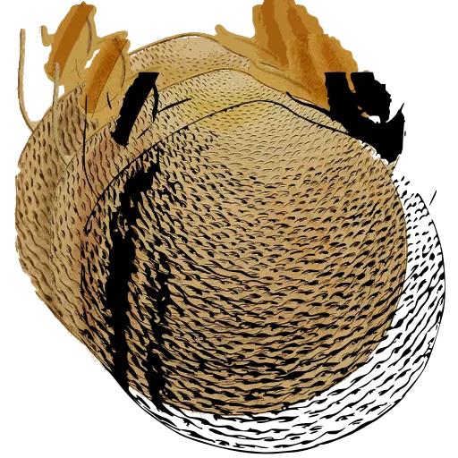 Pitted bivalve shell