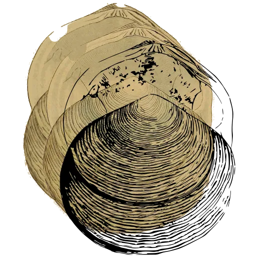 Ribbed clam shell 09