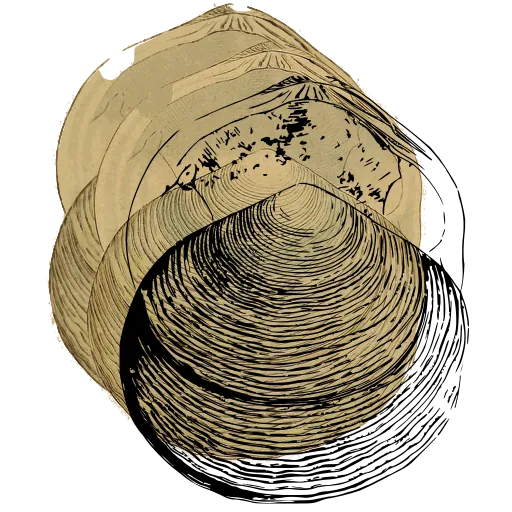Ribbed clam shell 09