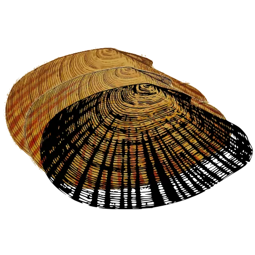 Barred clam shell 01