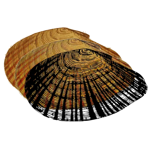 Barred clam shell 01