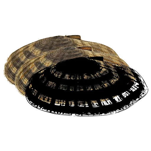 Barred bivalve shell