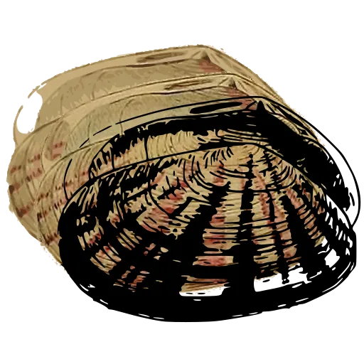 Barred clam shell 02