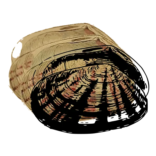 Barred clam shell 02