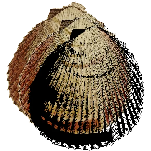Ribbed cockle shell 09