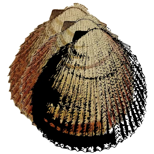 Ribbed cockle shell 09