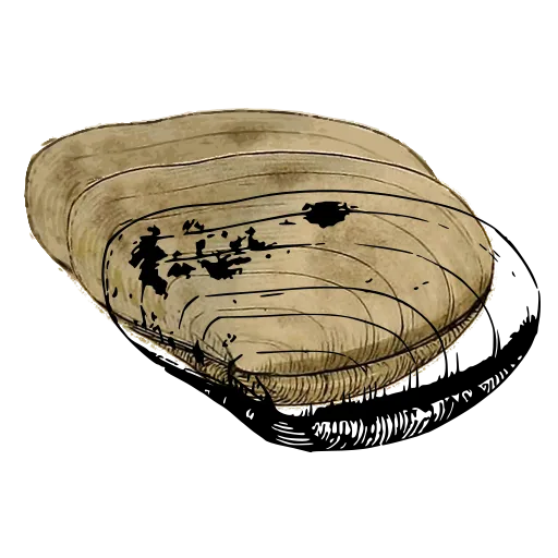 Marked bivalve shell 05