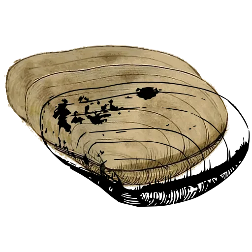 Marked bivalve shell 05