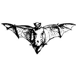 Bat